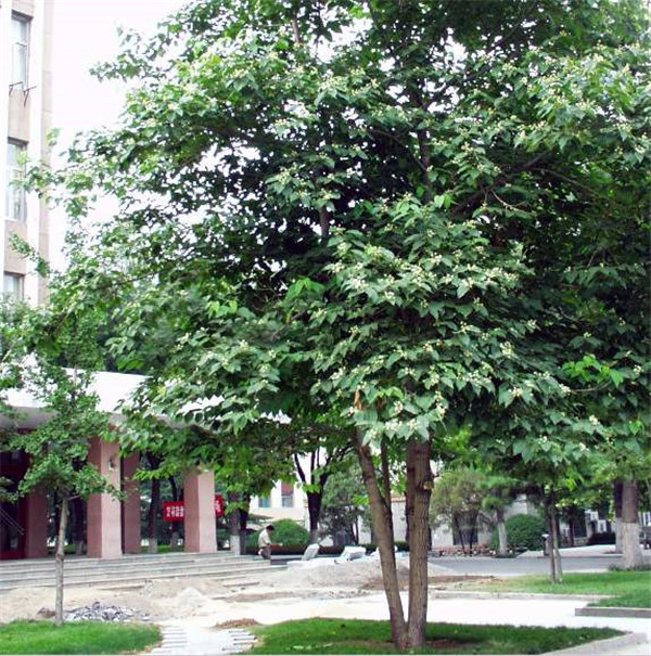 喜樹圖片 喜樹圖片