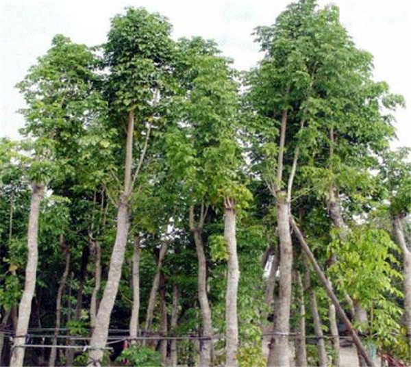 喜樹圖片 喜樹圖片