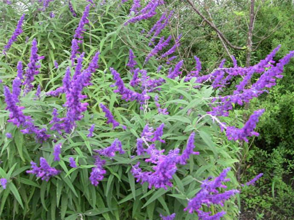 鼠尾草圖片 鼠尾草圖片