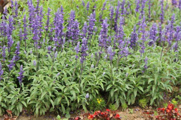 鼠尾草圖片 鼠尾草圖片