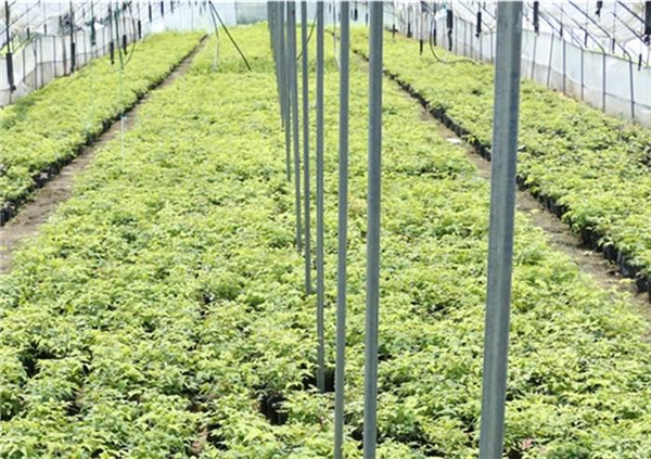 南天竹圖片 南天竹圖片