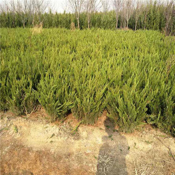 龍柏圖片 龍柏圖片