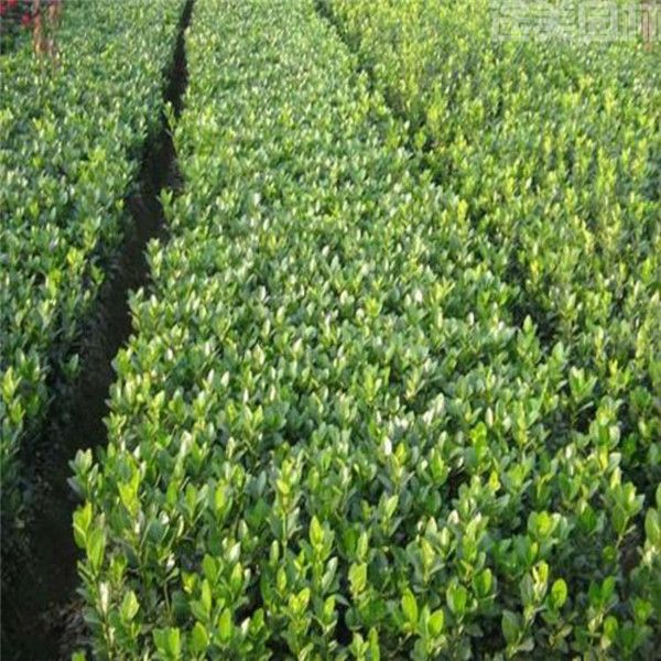 大葉黃楊圖片 大葉黃楊圖片