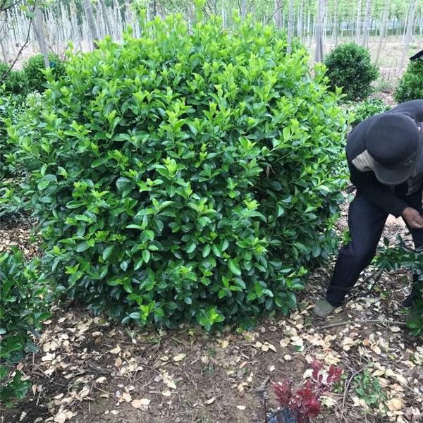 大葉黃楊圖片 大葉黃楊圖片