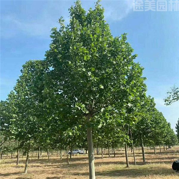 法桐圖片 法桐圖片