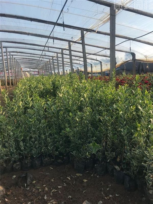 金邊黃楊 金邊黃楊