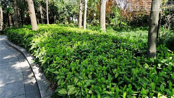 灑金珊瑚 灑金珊瑚