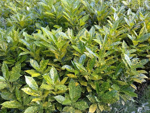 灑金珊瑚 灑金珊瑚