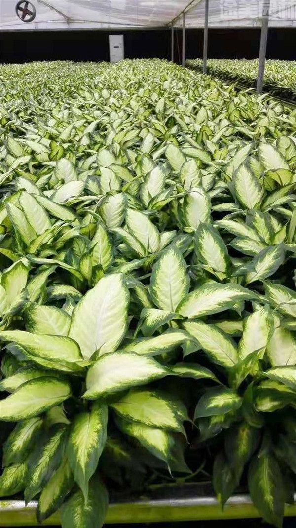 小葉萬年青 小葉萬年青