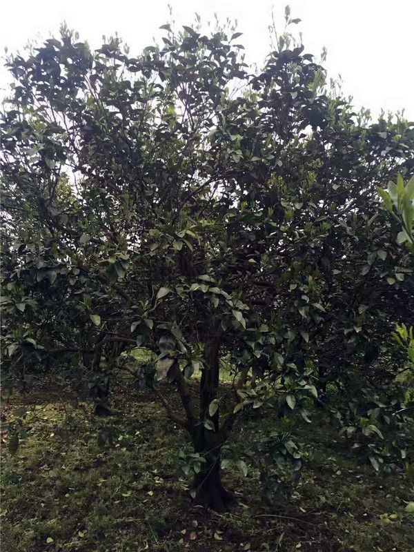 香泡樹(shù) 香泡樹(shù)