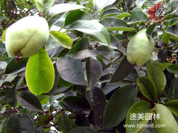 木瓜海棠 木瓜海棠