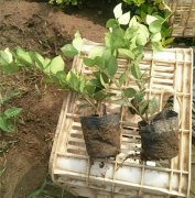 金葉女貞 金葉女貞