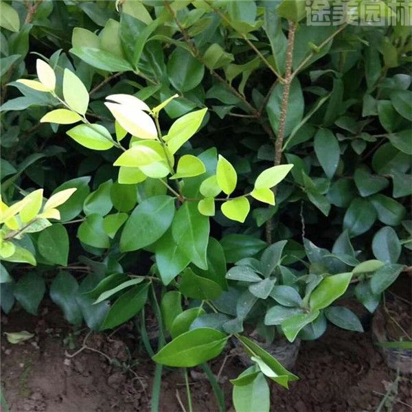 金森女貞 金森女貞