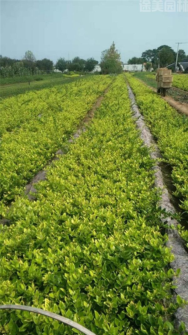 金森女貞 金森女貞