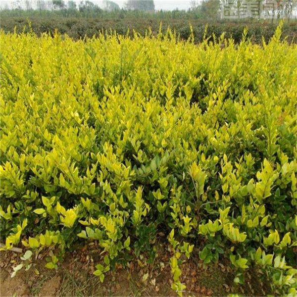 金森女貞 金森女貞