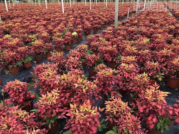 南天竹圖片 南天竹圖片