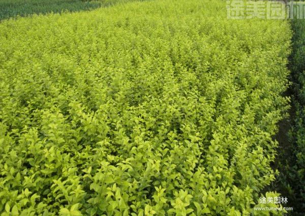 金森女貞 金森女貞