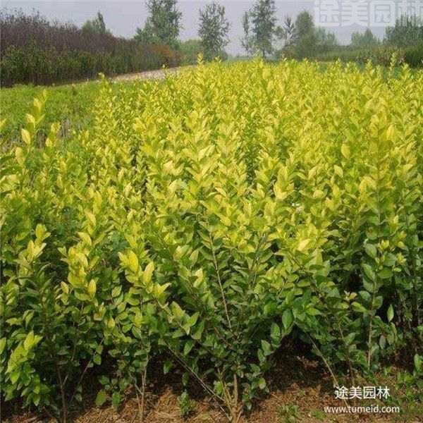 金森女貞 金森女貞