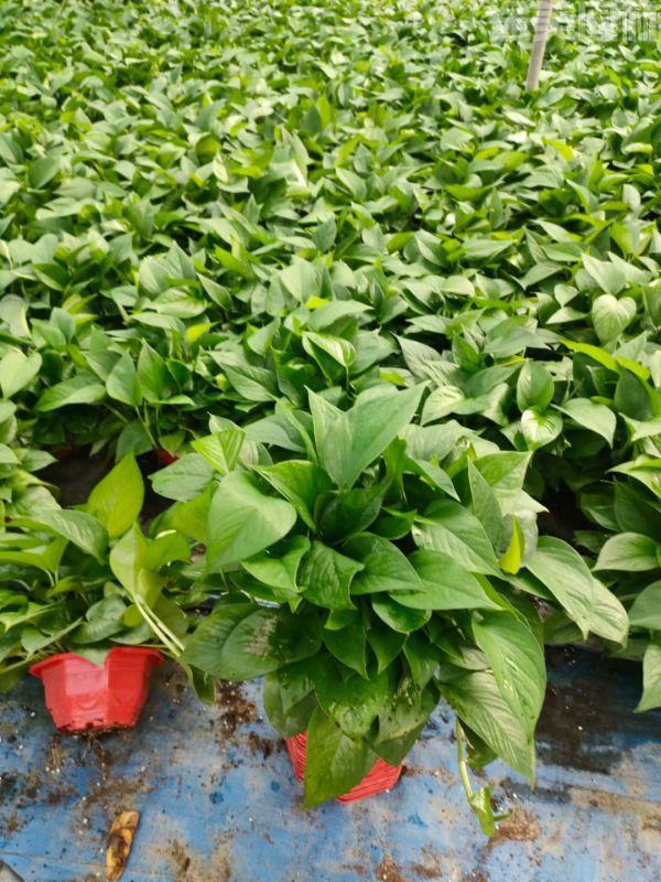 綠蘿圖片 綠蘿圖片