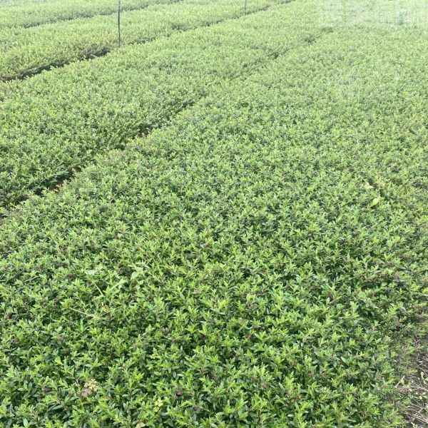 滿天星圖片 滿天星圖片