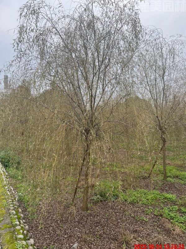 垂柳圖片 垂柳圖片