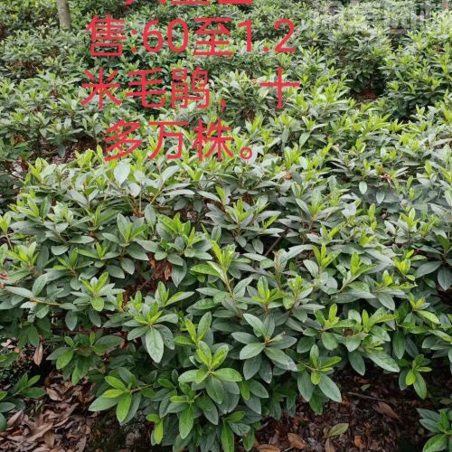 杜鵑圖片 杜鵑圖片