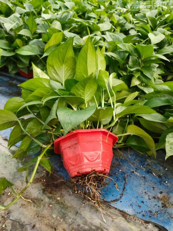 綠蘿圖片 綠蘿圖片