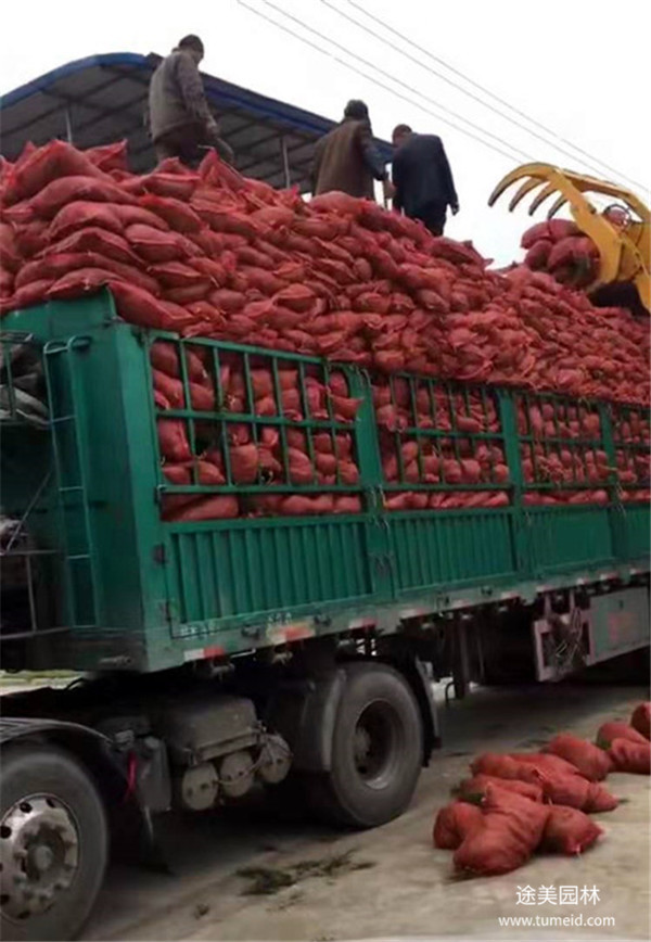 草坪種子多少錢一斤,草坪種子批發多少錢?