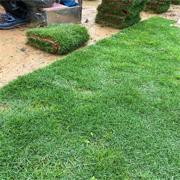 草坪種子多少錢一斤,草坪種子批發多少錢?