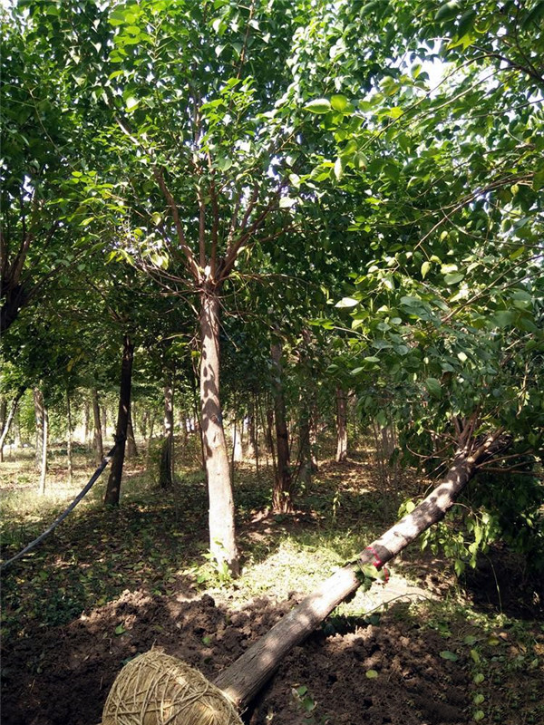 重陽(yáng)木基地實(shí)拍圖