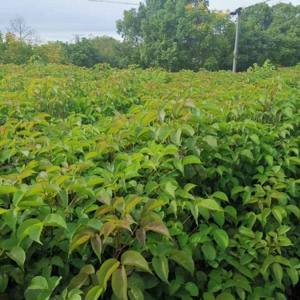 重陽(yáng)木基地實(shí)拍圖