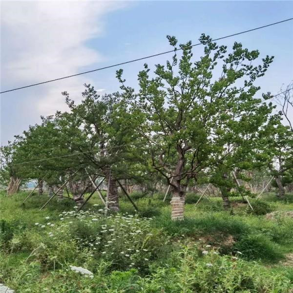 叢生黃連木 叢生黃連木