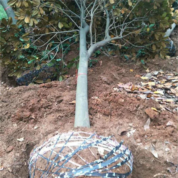 成都白玉蘭基地實拍圖