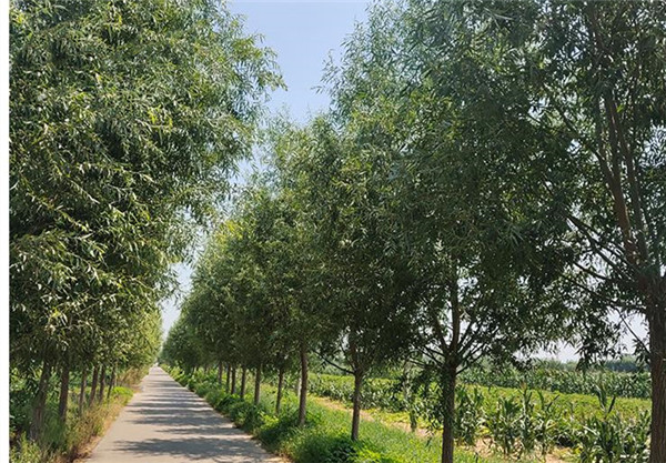 黃金柳樹 黃金柳樹