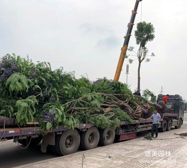 長沙苗木基地圖片