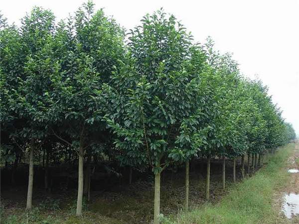 樂昌含笑 樂昌含笑