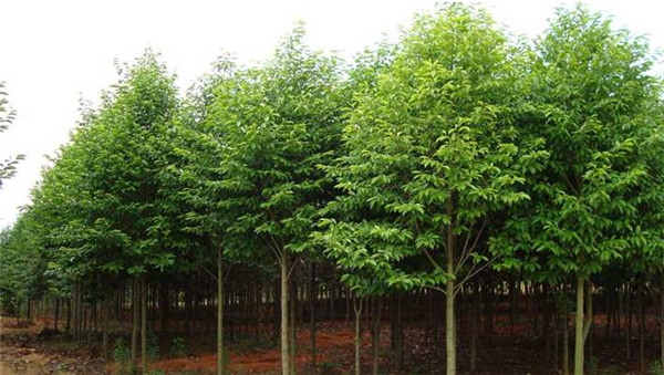 15公分樂昌含笑市場(chǎng)價(jià) 成都批發(fā)最新價(jià)格