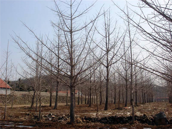 實生銀杏基地實拍圖片