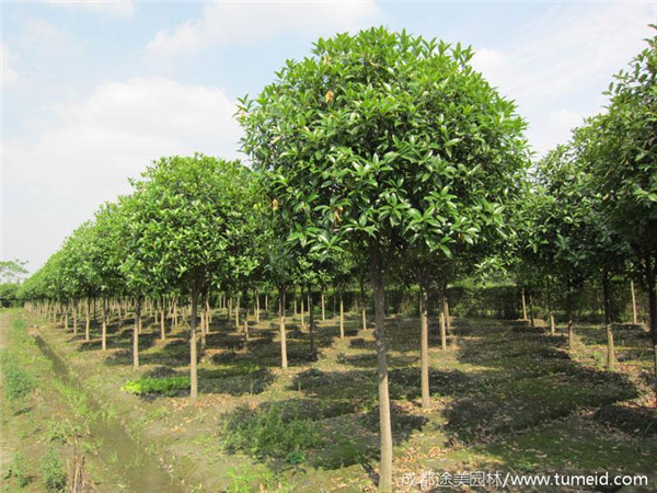 速生金桂 速生金桂