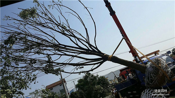 15公分香樟樹(shù)圖片