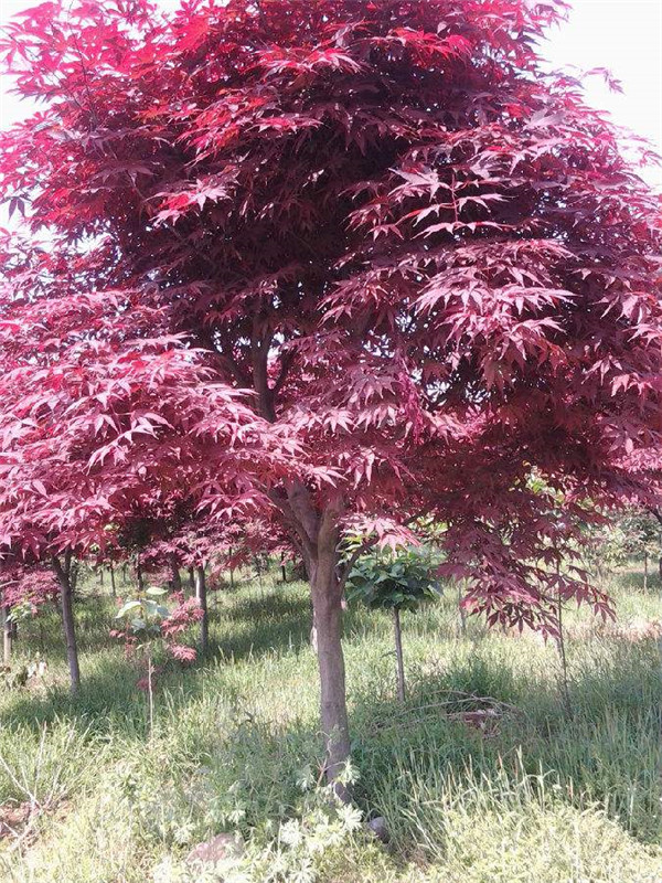 紅楓樹苗適合什么時(shí)候移栽？