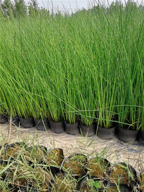 水蔥水生植物基地實(shí)拍圖