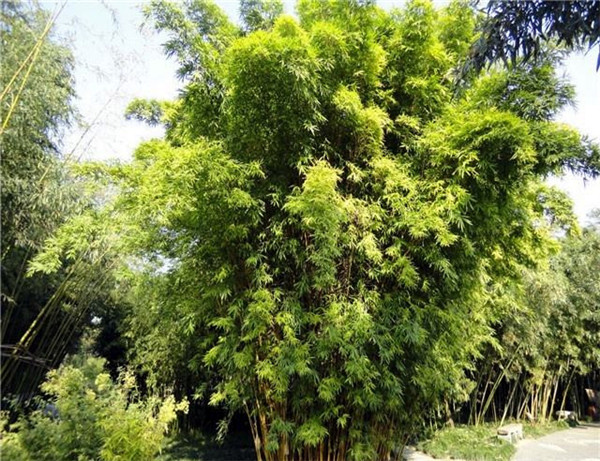 金鑲玉竹該怎么種植？